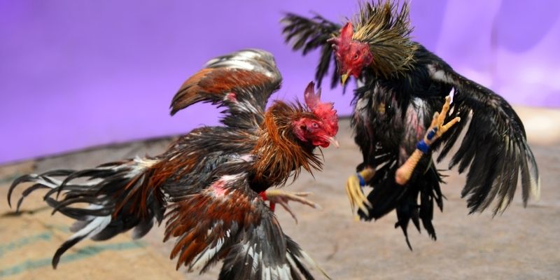 xsmb m nổ hũ tiếng anh là gì