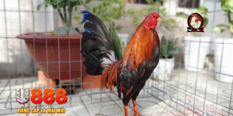 xsmb m nổ hũ chơi như thế nào