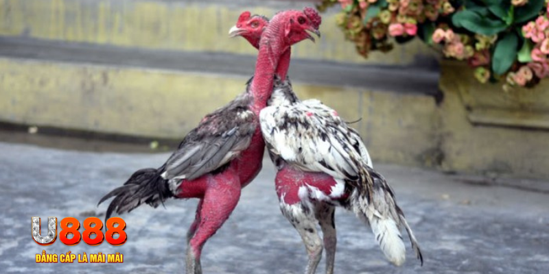 xsmb m bàn cầu điểm số tay trước trong baccarat là gì