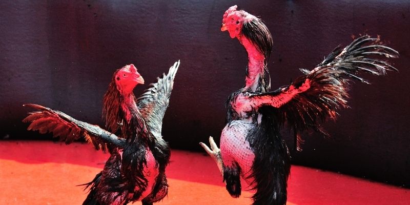 xsmb m Spribe Điện Tử